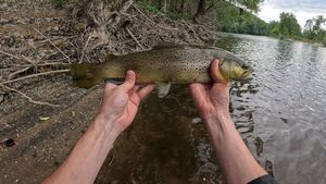 Brown Trout
