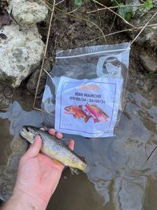Brown Trout