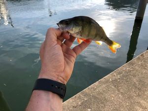 European Perch