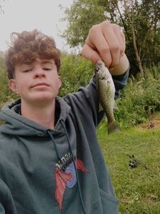 Largemouth Bass