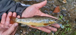 Brown Trout