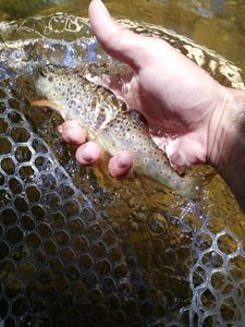 Brown Trout