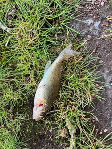 Ruffe