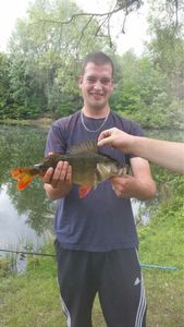 European Perch
