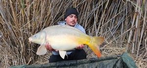 Mirror Carp