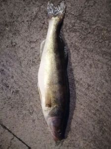 Zander