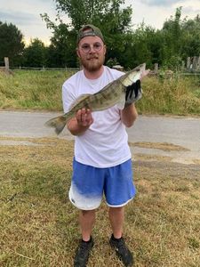 Zander