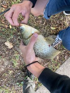 Crucian Carp