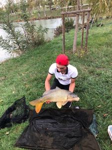 Common Carp