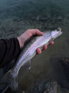 Rainbow Trout