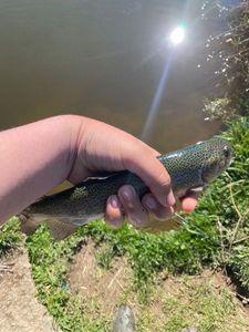 Rainbow Trout