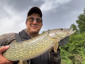 Northern Pike