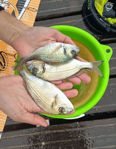 Gilthead Seabream