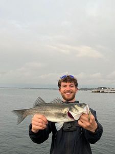 European Bass (Seabass)