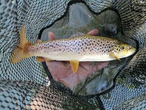 Brown Trout