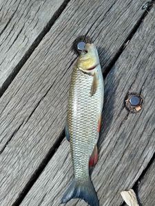 Roach