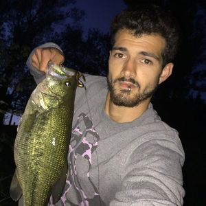 Largemouth Bass