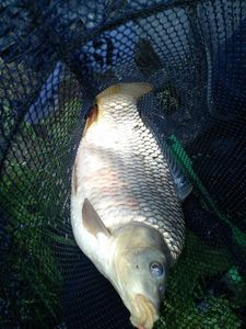 Crucian Carp