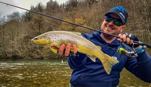 Brown Trout