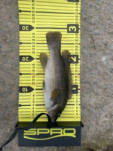 Ballan Wrasse