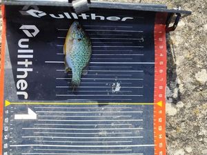 Green Sunfish