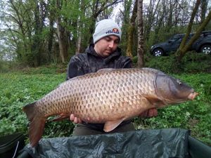 Common Carp