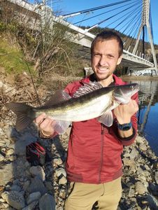 Zander