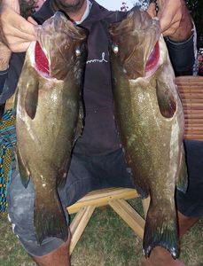 Black Grouper