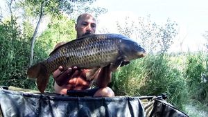 Common Carp