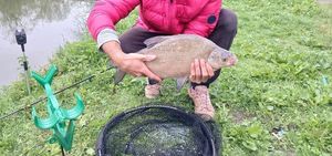 Common Bream