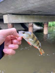 European Perch
