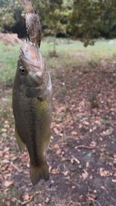 Largemouth Bass