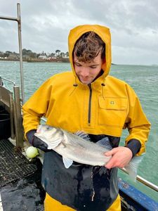 European Bass (Seabass)