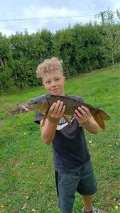 Common Carp