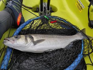 European Bass (Seabass)