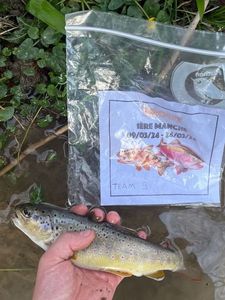 Brown Trout