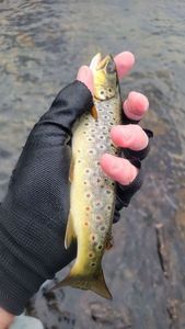 Brown Trout