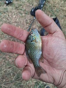 Green Sunfish