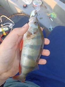 European Perch