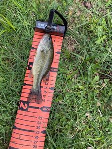 Largemouth Bass