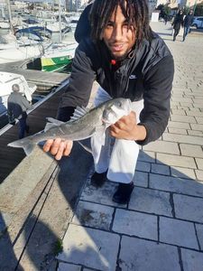 European Bass (Seabass)