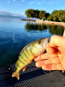 European Perch