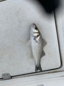 European Bass (Seabass)