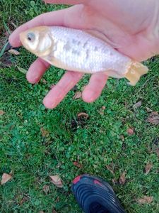 Goldfish