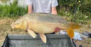 Mirror Carp