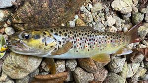 Brown Trout