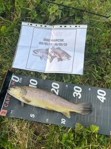 Brown Trout