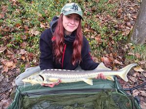 Sturgeon