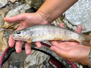 Brown Trout