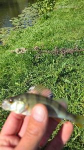 European Perch